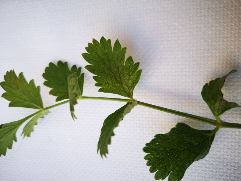 Pimpinella cfr. saxifraga (Apiaceae)